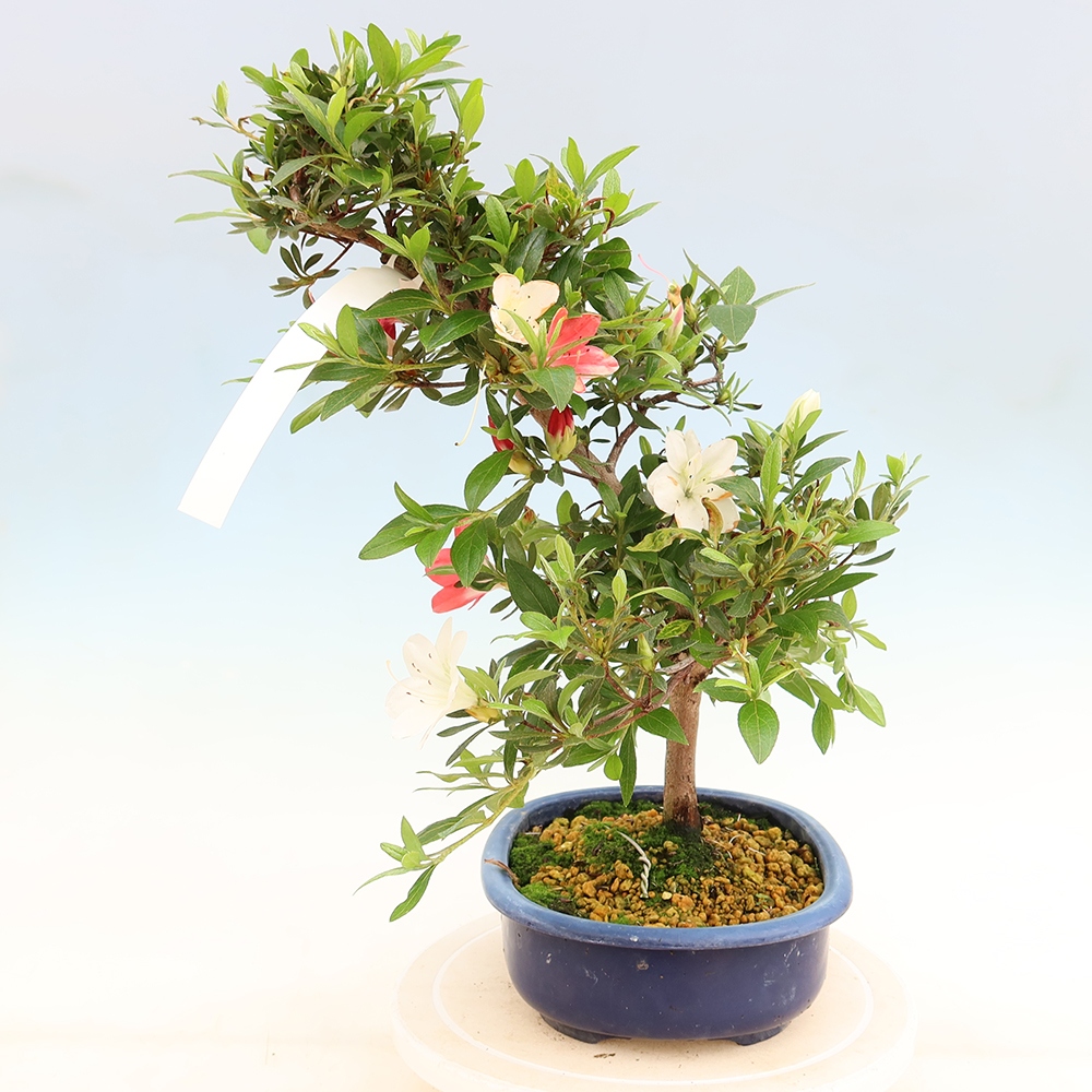 Vonkajšie bonsaje - Japonské azalky - Azalea Senhime