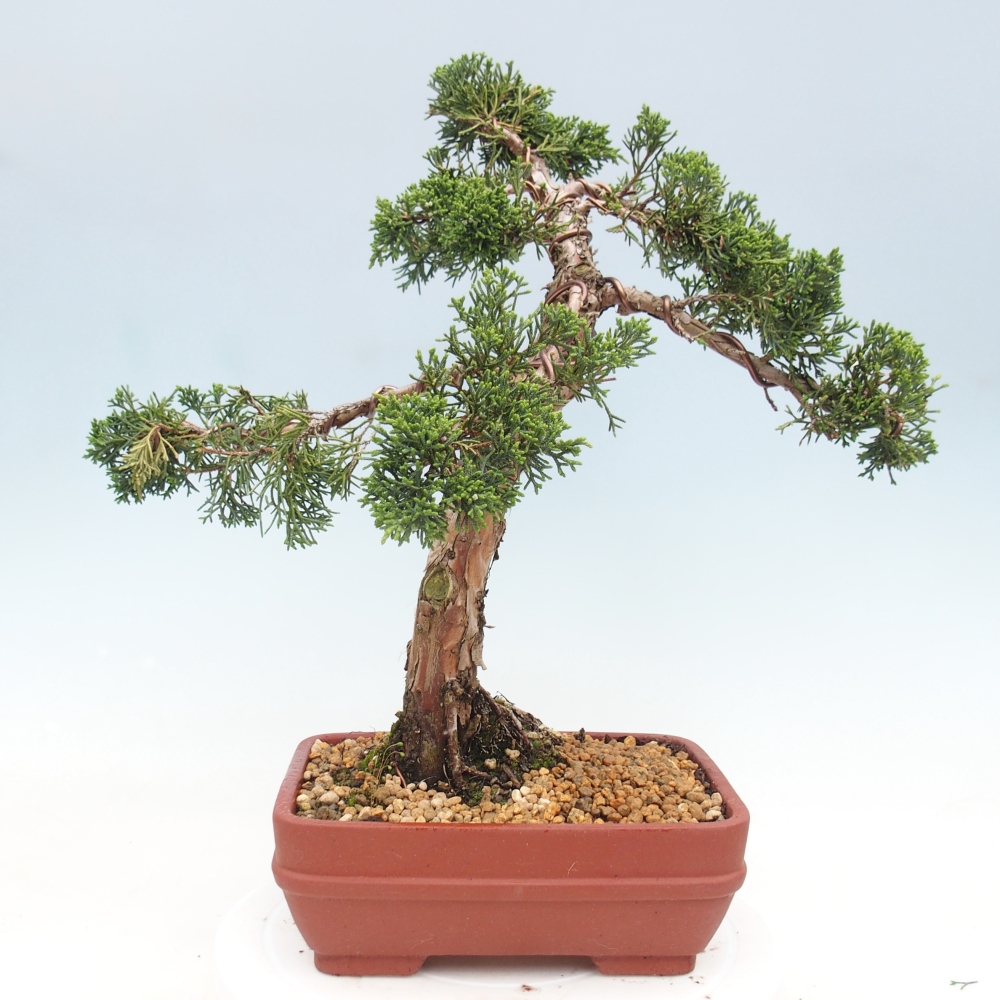 Vonkajší bonsaj - Juniperus chinensis Kishu