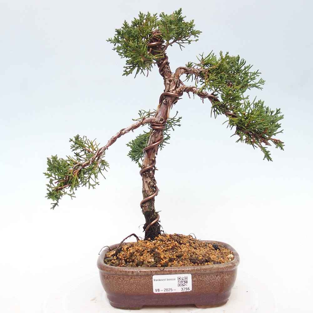 Vonkajší bonsaj - Juniperus chinensis Kishu