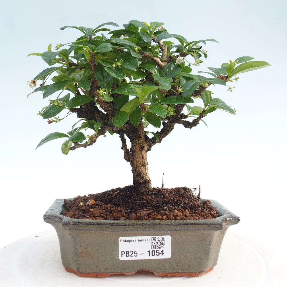 Izbová bonsai - Carmona macrophylla - Čaj fuki