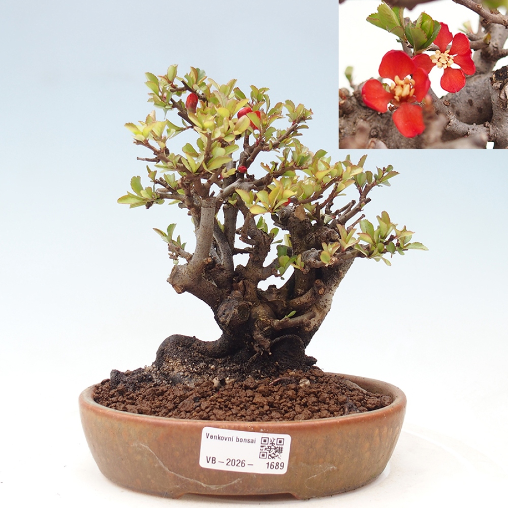 Vonkajšie bonsaje - Chaneomeles speciosa - Kdoule