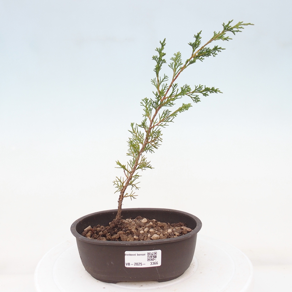 Vonkajší bonsai - Juniperus chinensis Itoigawa -Jalovec čínsky