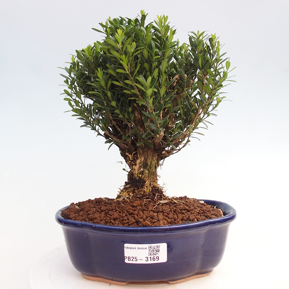 Izbová bonsai - Buxus harlandii - korkový buxus