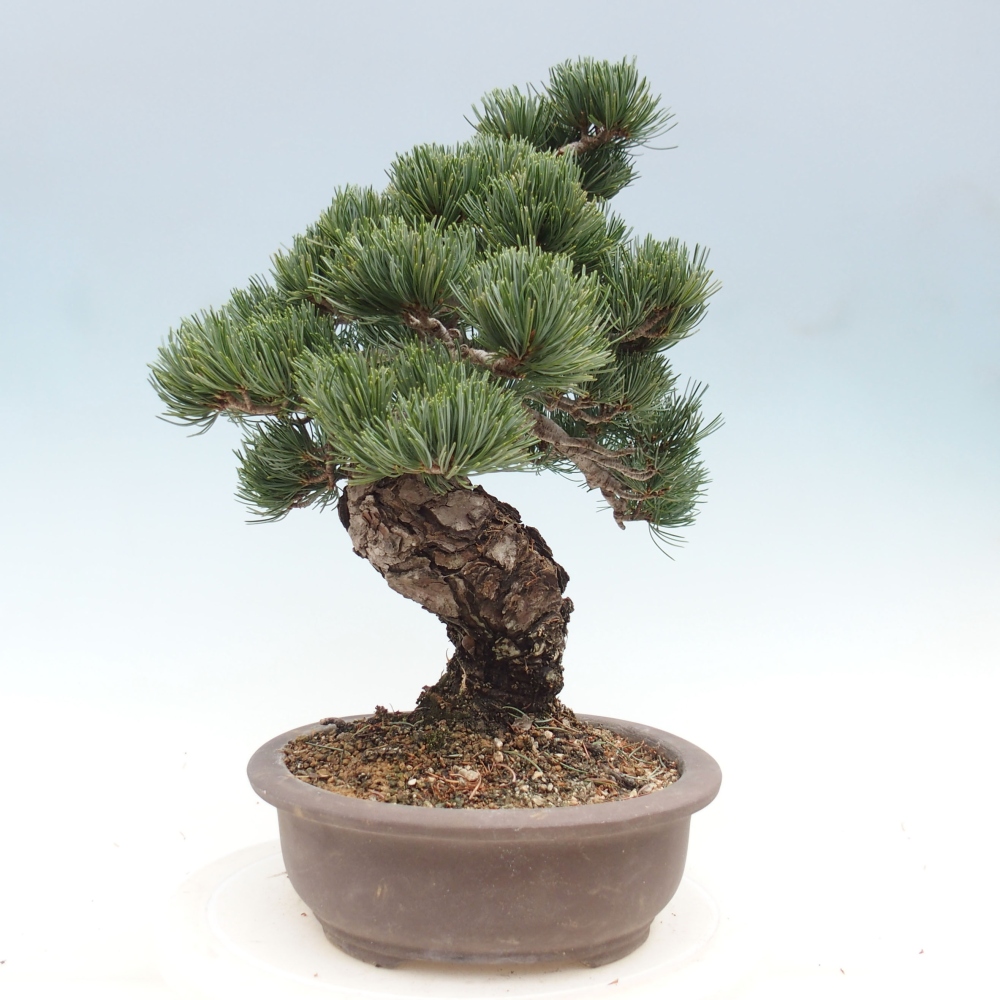 Vonkajšie bonsai - Pinus parviflora - Borovica drobnokvetá