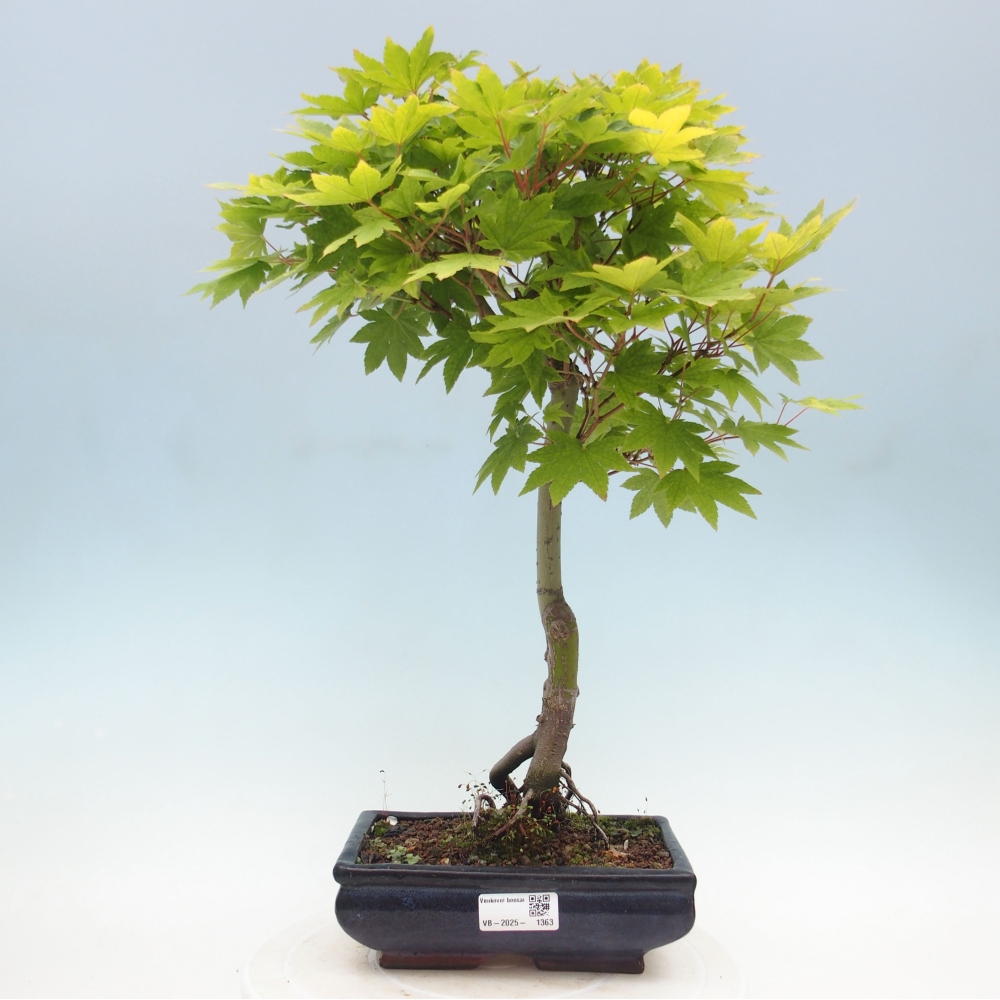 Vonkajší bonsai - Javor palmatum katsura GISAN - Javor dlanitolistý