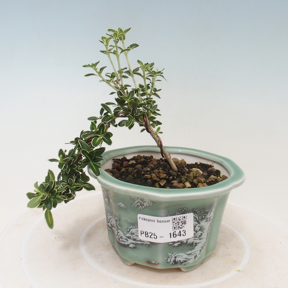 Izbová bonsai - Serissa foetida Variegata - Strom tisíce hviezd