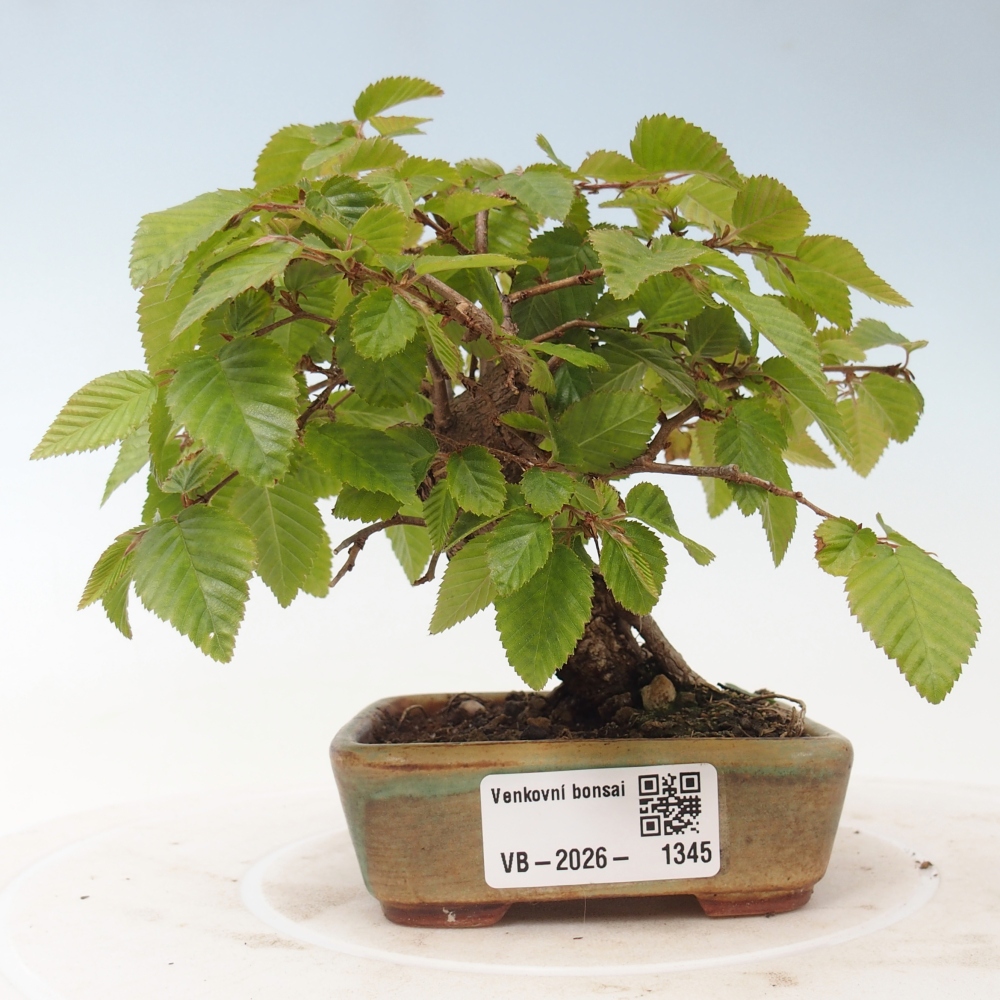 Vonkajšie bonsaje -Carpinus CARPINOIDES - Hrab kórejský
