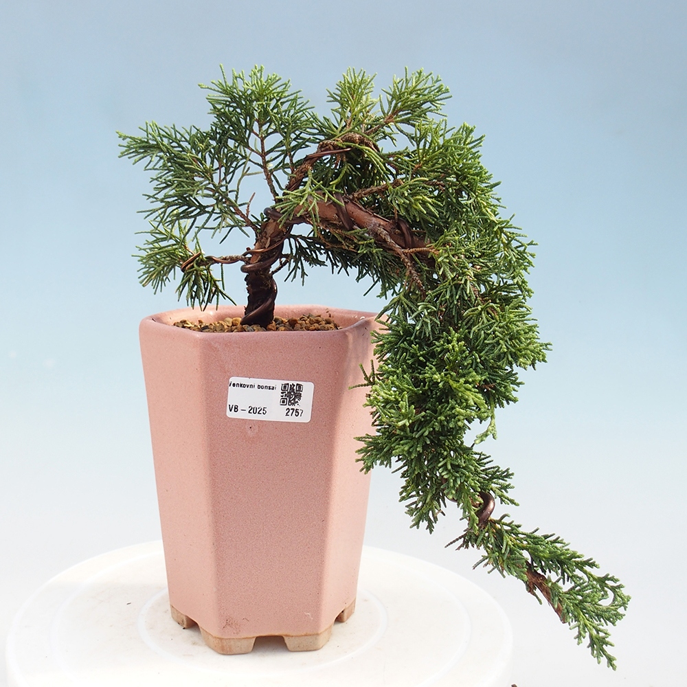 Vonkajší bonsai - Juniperus chinensis Kishu -Jalovec čínsky
