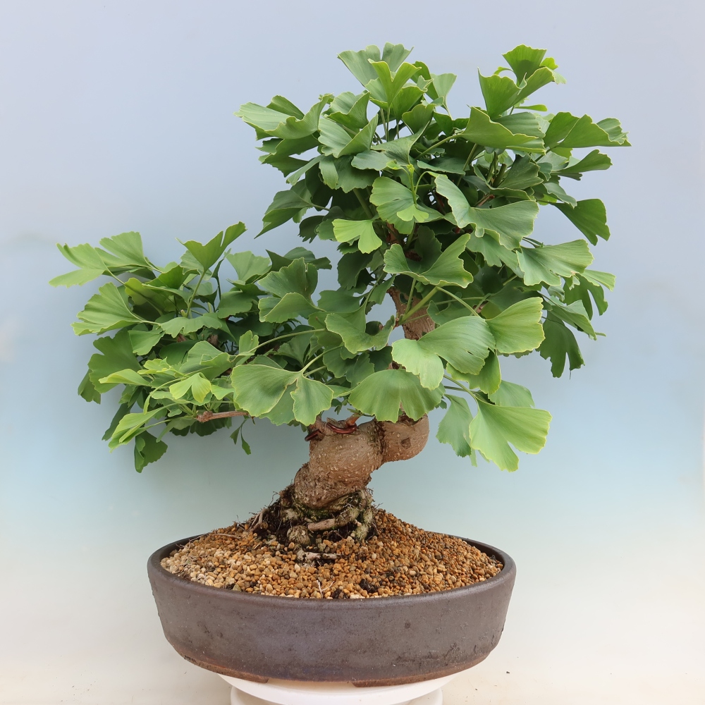 Vonkajšie bonsaje - Ginkgo biloba - Ginkgo biloba