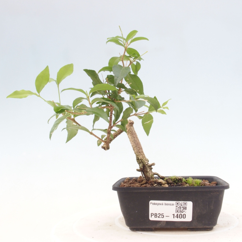 Izbová bonsai - Malpighia coccigera- Barbdorská čerešňa