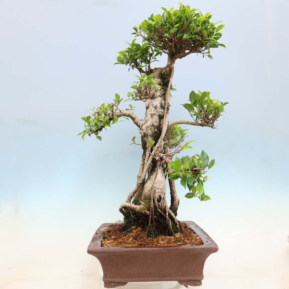 Izbové bonsaje - Ficus kimmen - drobnolistý fikus