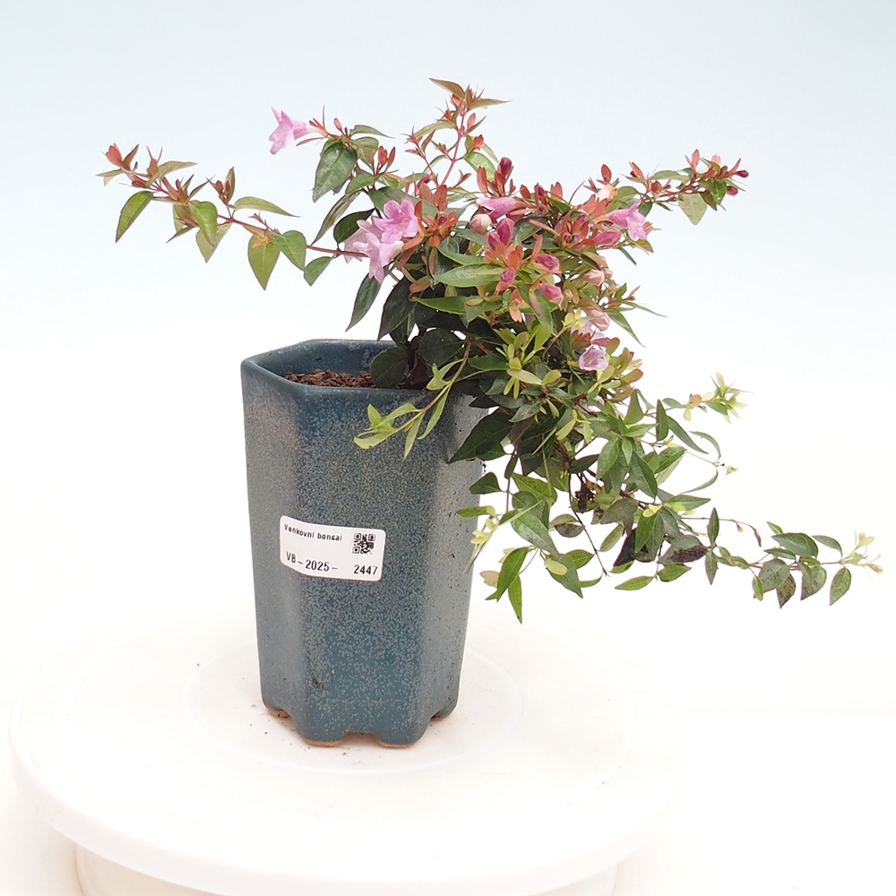 Vonkajší bonsai - Abelia Grandiflora - Abélia veľkokvetá