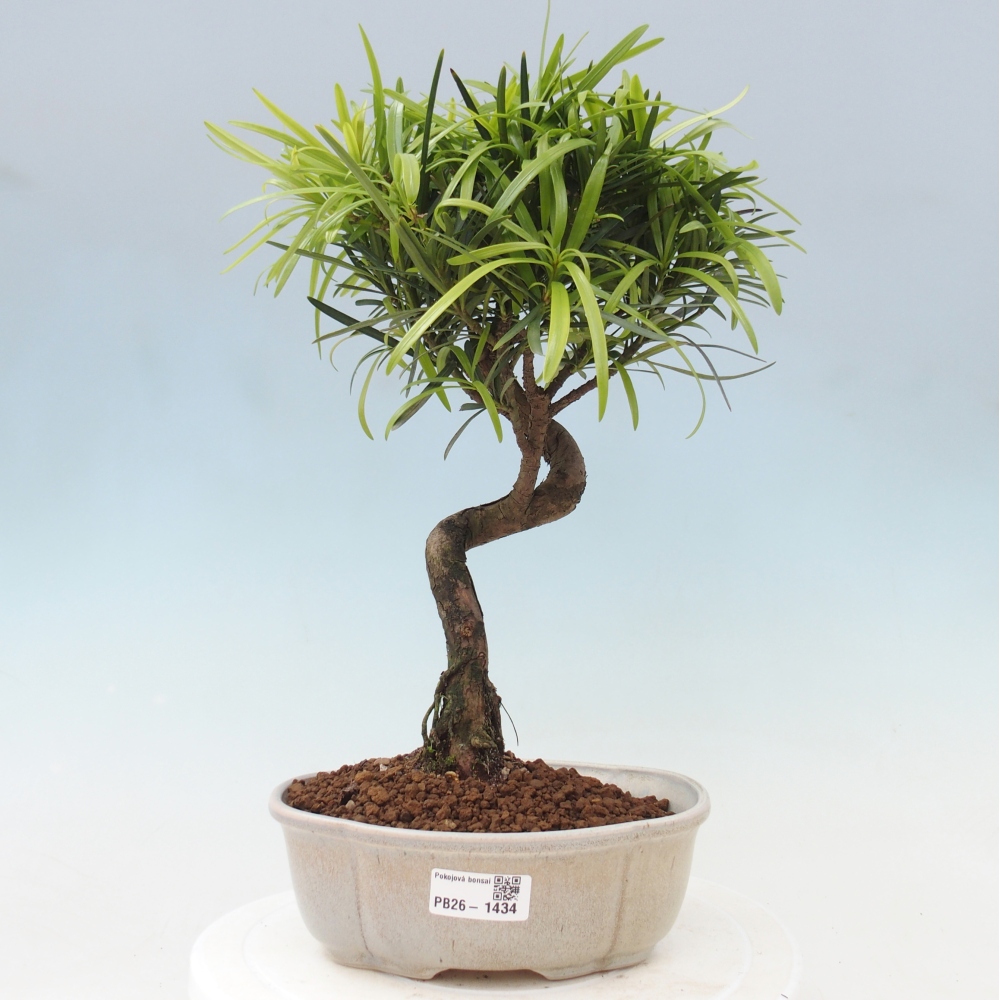 Izbové bonsaje - Podocarpus - Kamenný tis
