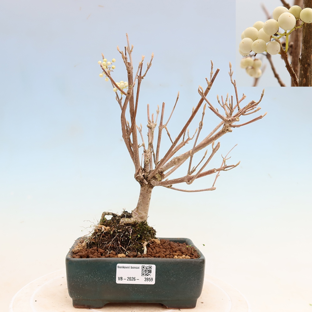 Vonkajší bonsai – Callicarpa bodinieri Snowqueen – krásnoplodka