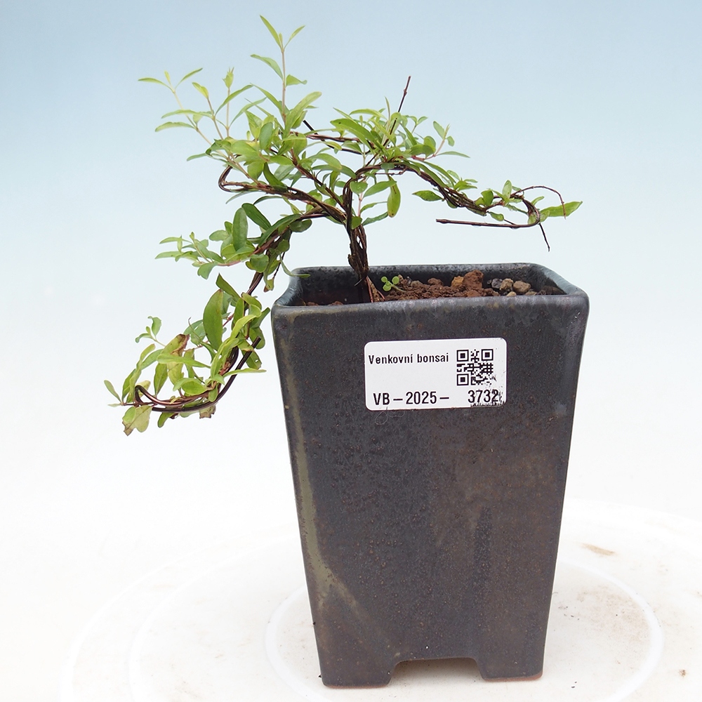 Izbová bonsai-Punic granatum nana-Granátové jablko