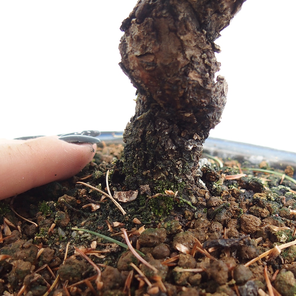 Vonkajšie bonsai - Pinus parviflora - Borovica drobnokvetá