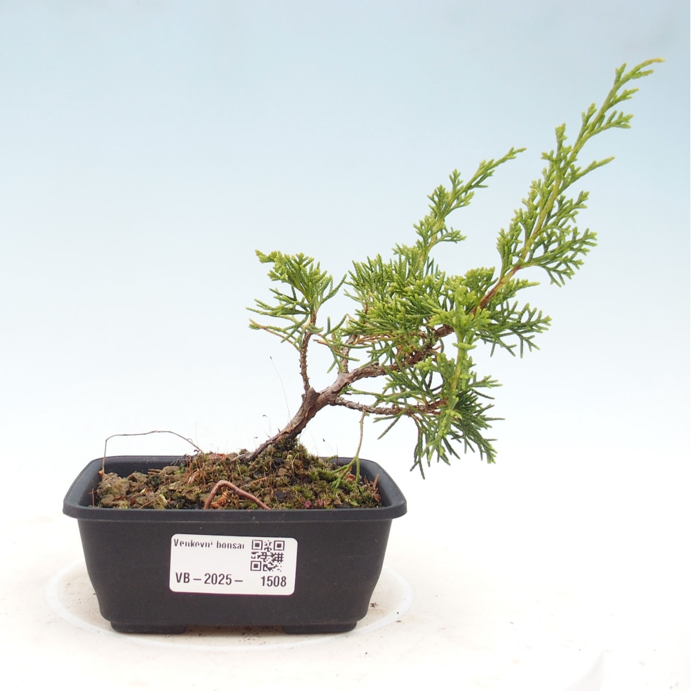 Vonkajší bonsai - Juniperus chinensis Itoigawa -Jalovec čínsky