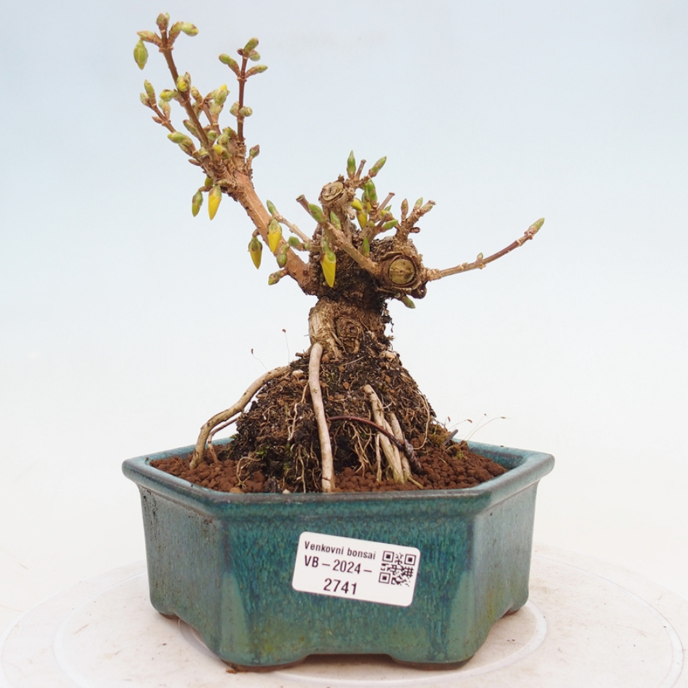 Vonkajší bonsai - Zlatice - Forsythia intermedia 