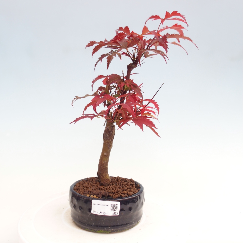 Vonkajší bonsai - Acer palm. Atropurpureum-Javor dlanitolistý