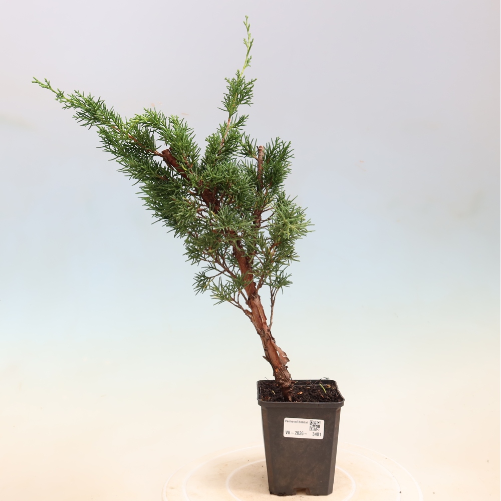 Vonkajší bonsaj - Juniperus chinensis Kishu