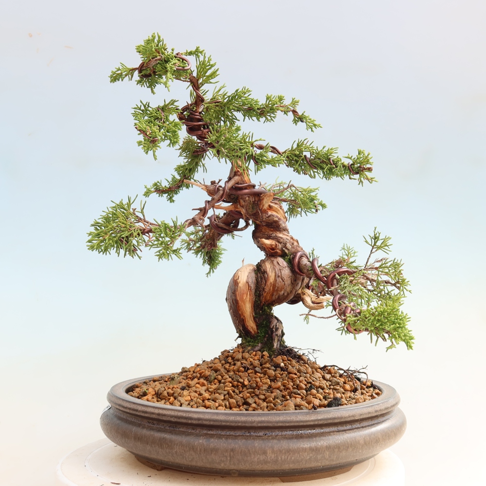 Vonkajší bonsai – Juniperus chinensis Itoigawa – čínsky jalovec