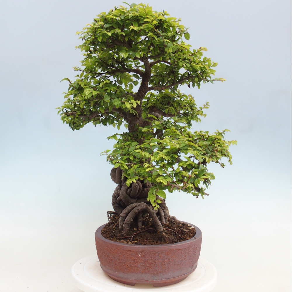 Vonkajší bonsaj - Ulmus parvifolia Hokkaido - čínsky brest