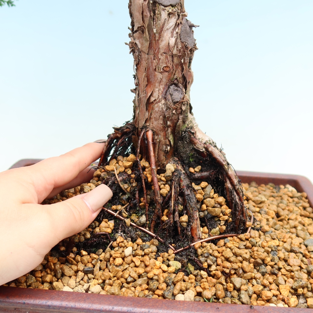 Vonkajší bonsaj - Juniperus chinensis Kishu