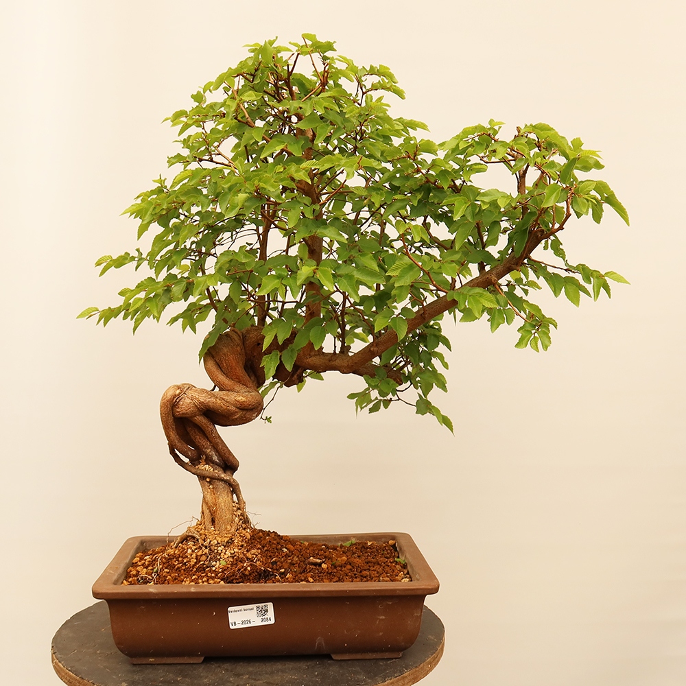 Vonkajší bonsai -Carpinus Coreana - Hrab kórejský