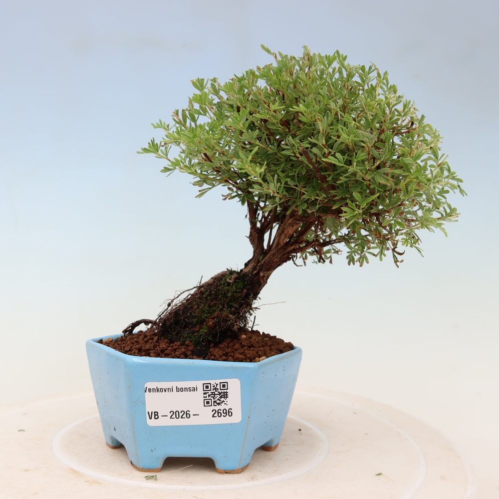 Vonkajší bonsai – Potentila fruticosa – Goldkissen
