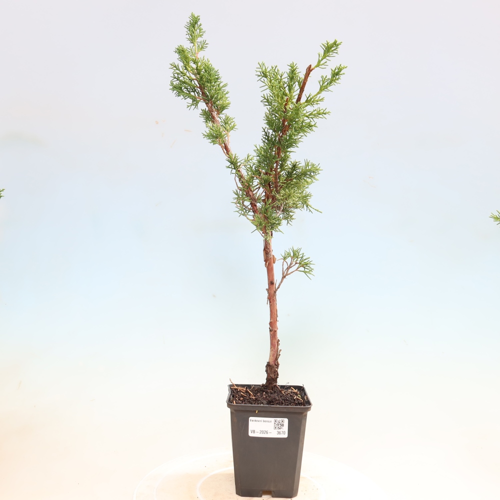 Vonkajší bonsaj - Juniperus chinensis Kishu