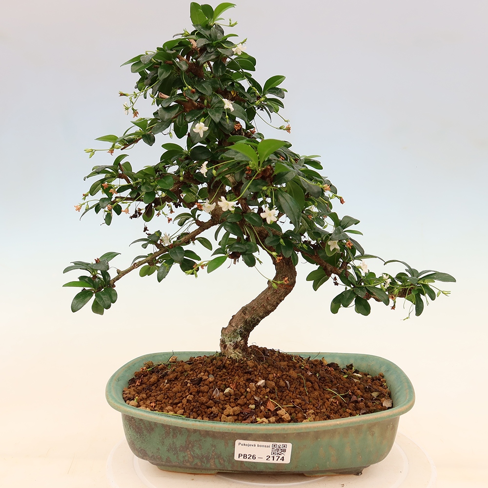 Izbové bonsaje - Carmona macrophylla - Tea fuki
