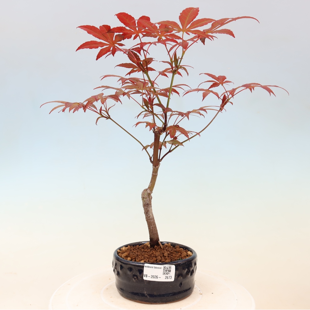Vonkajšia bonsaj - palma Acer. Atropurpureum-Javor palmový