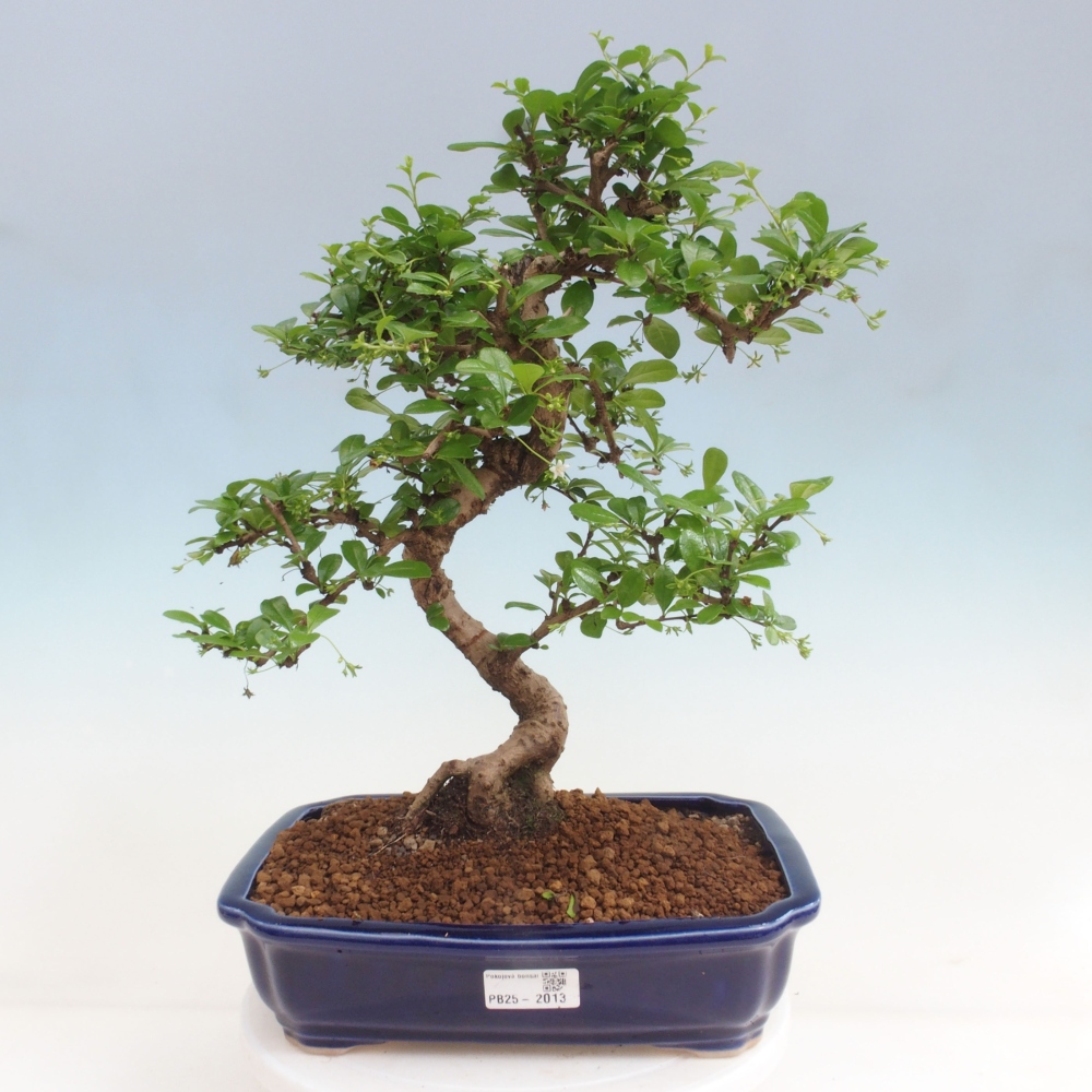 Izbová bonsai - Carmona macrophylla - Čaj fuki