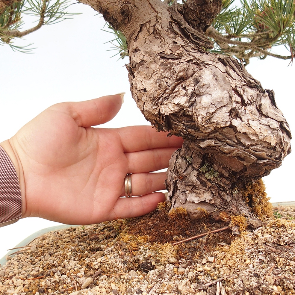 Vonkajšie bonsaje - Pinus parviflora - Pinus parviflora