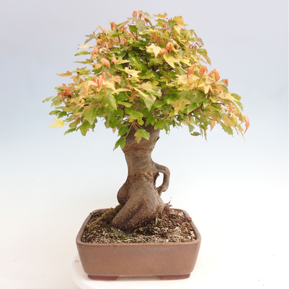 Vonkajšie bonsai - Javor Buergerianum - Javor Burgerův