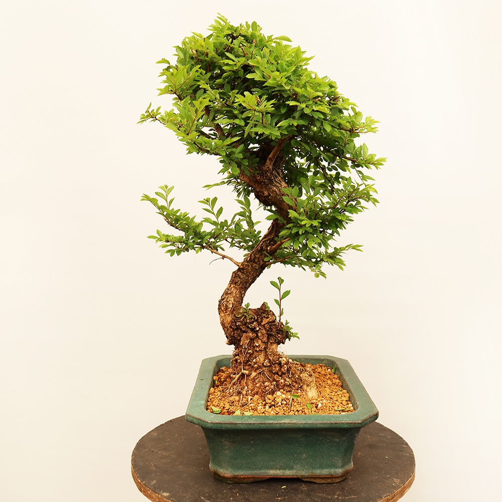 Vonkajšie bonsai - Zelkova - Zelkova NIRE