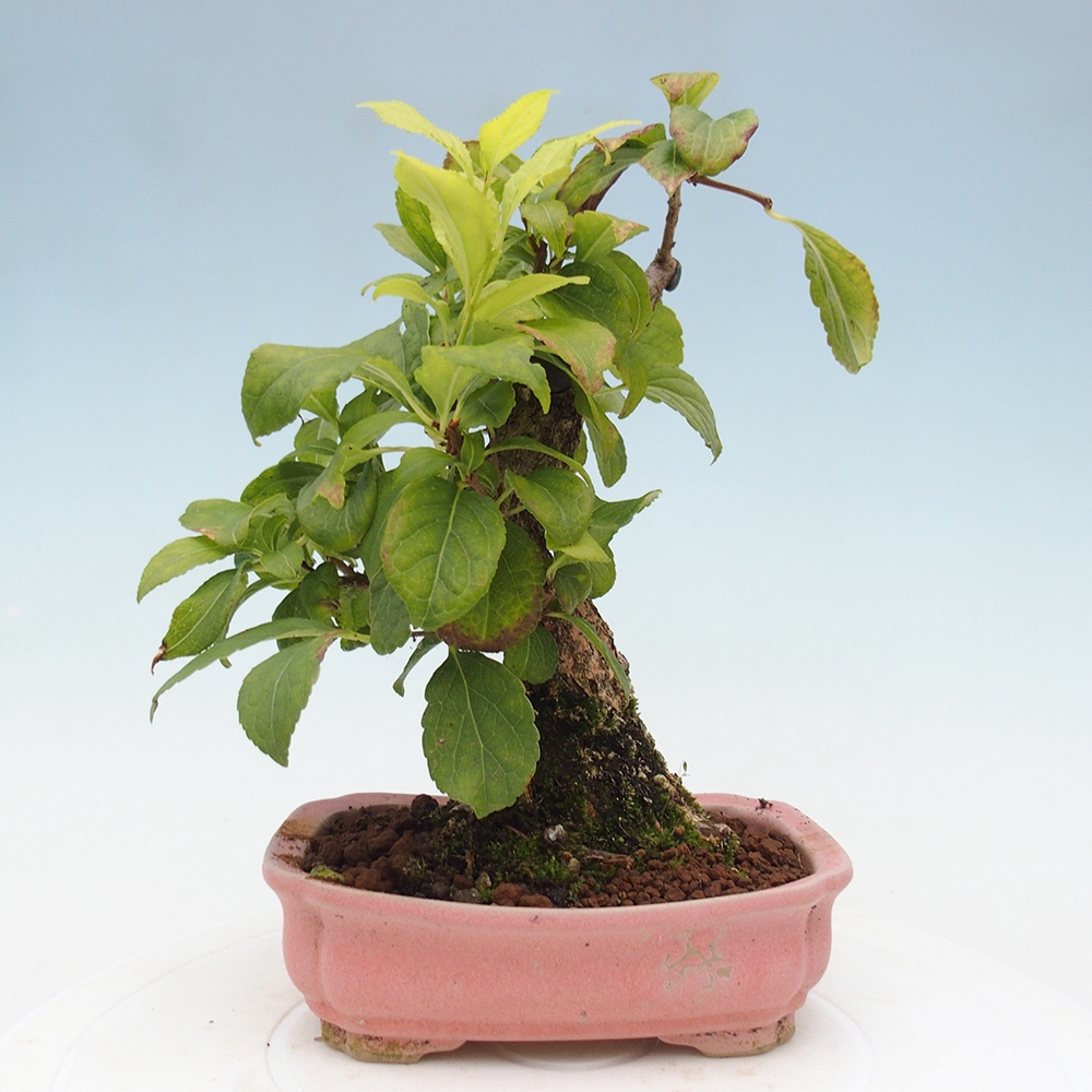 Vonkajšie bonsai - Celastrus Jesenec