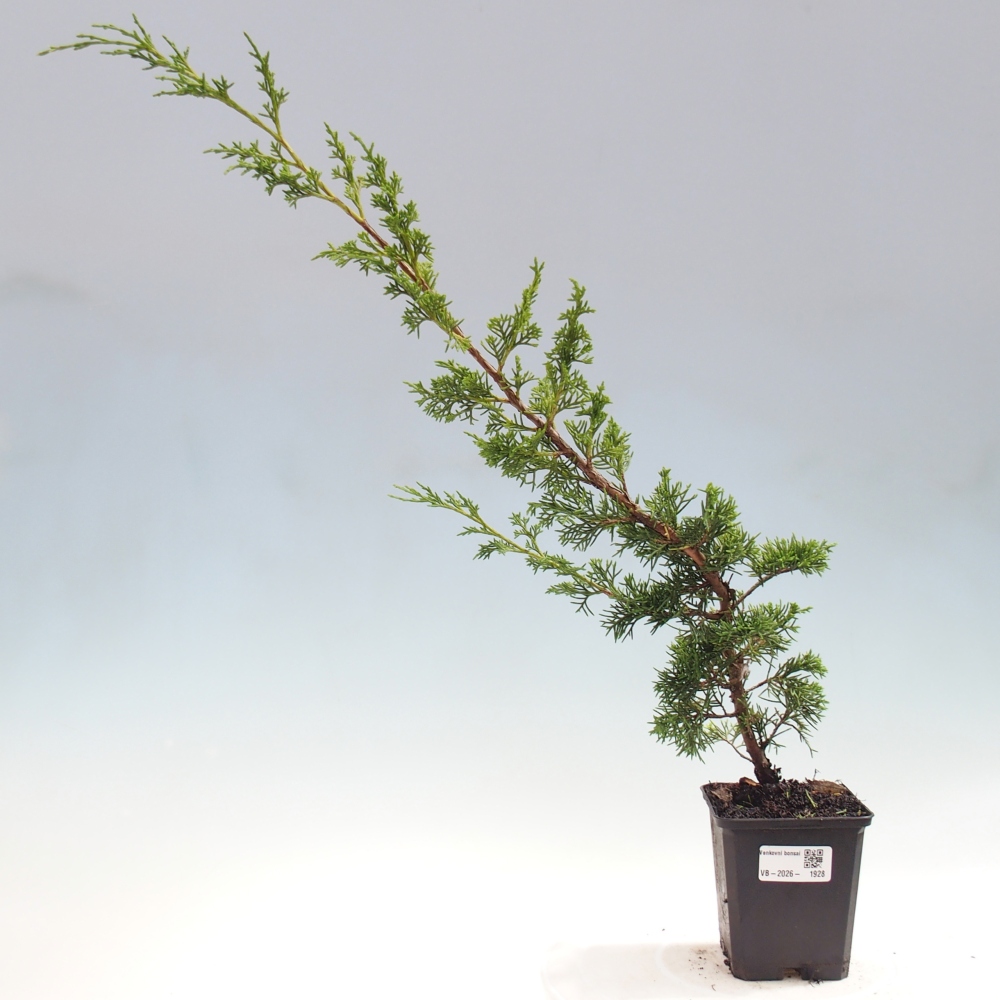 Vonkajší bonsaj - Juniperus chinensis Itoigawa