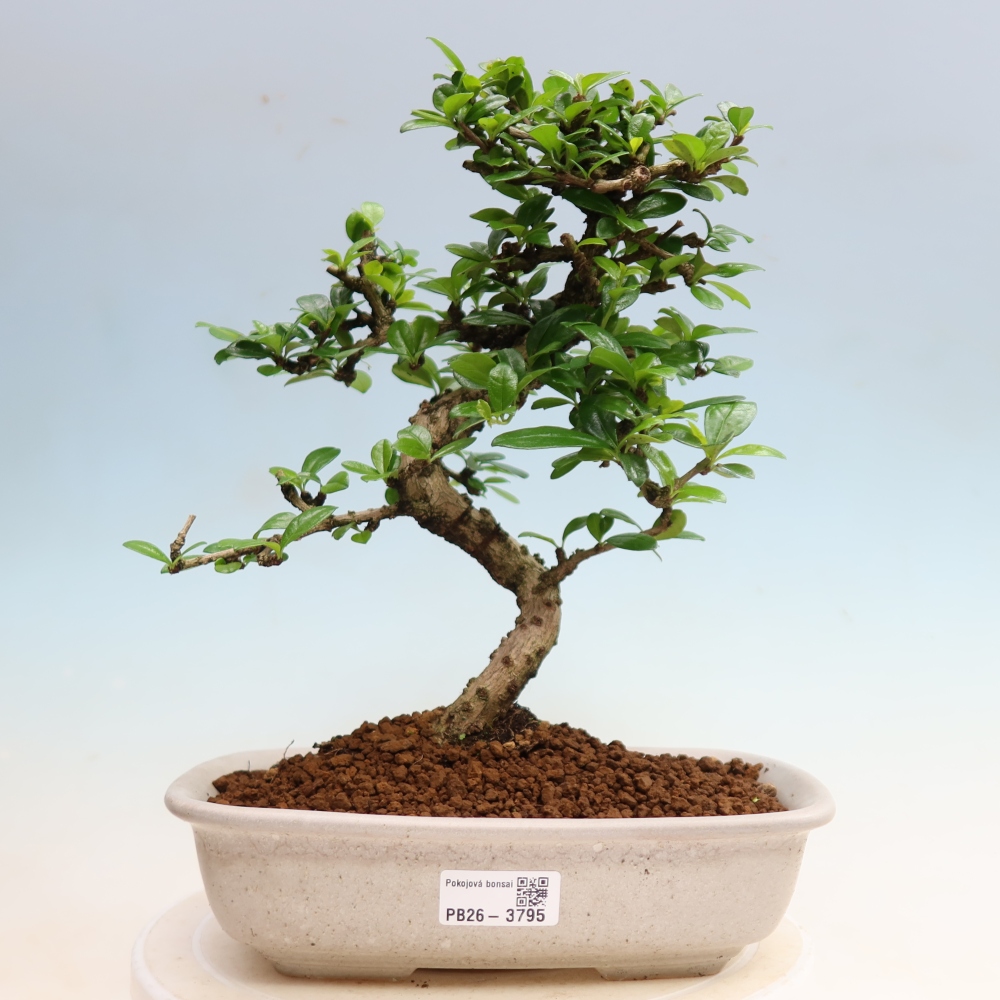 Izbové bonsaje - Carmona macrophylla - Tea fuki