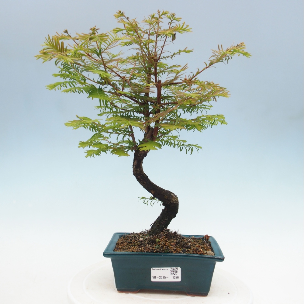 Vonkajšie bonsai - Metasequoia glyptostroboides - Metasekvoja Čínska