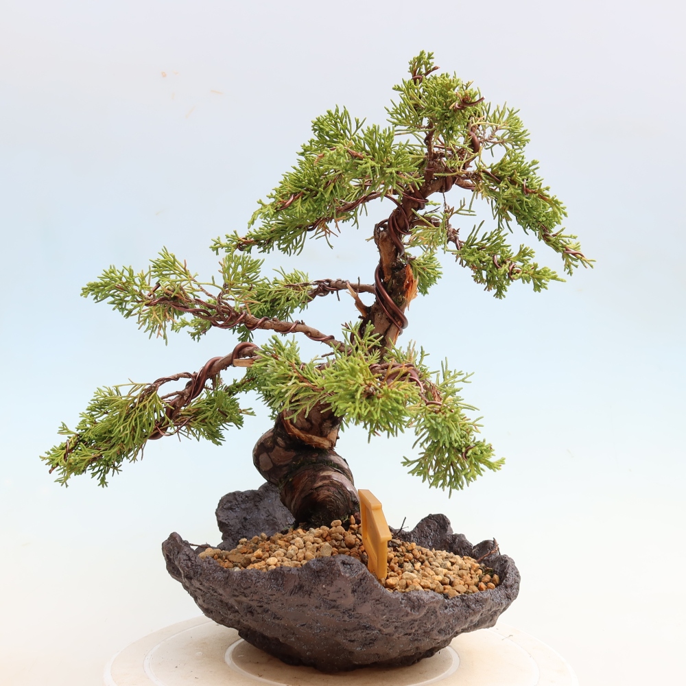 Vonkajší bonsai – Juniperus chinensis Itoigawa – čínsky jalovec