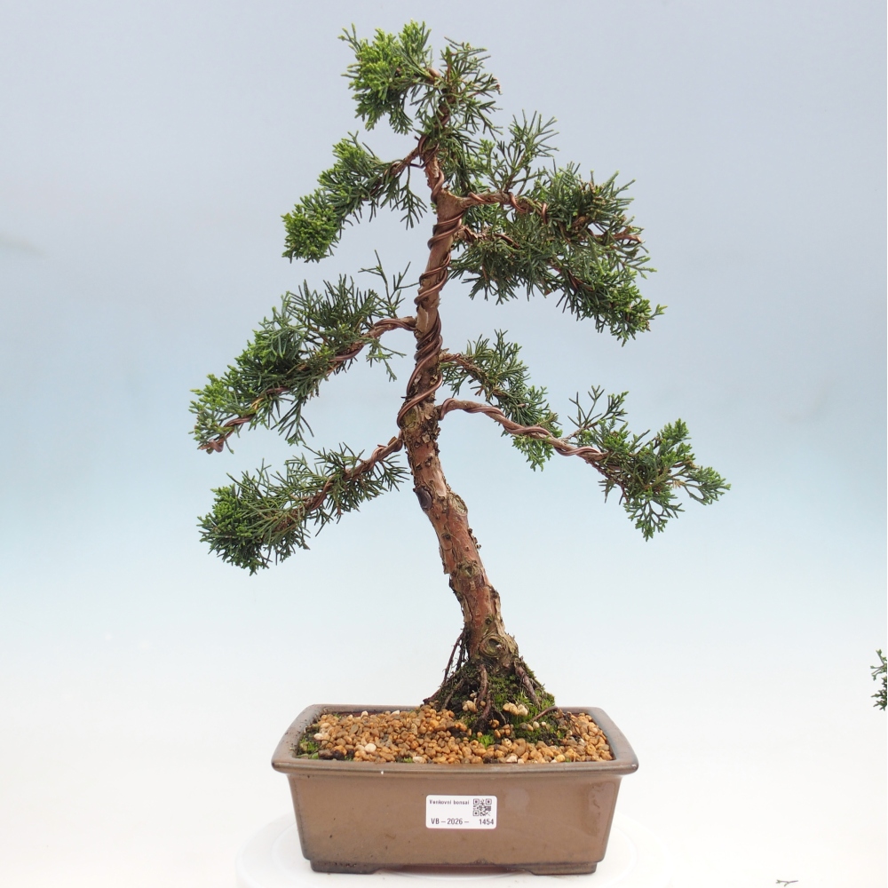 Vonkajší bonsaj - Juniperus chinensis Kishu