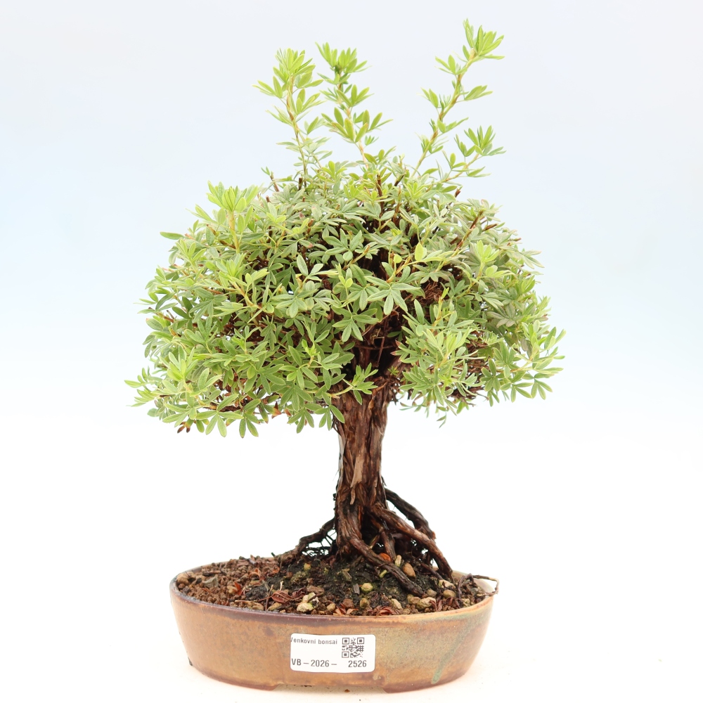 Vonkajšie bonsaje - Potentila fruticosa