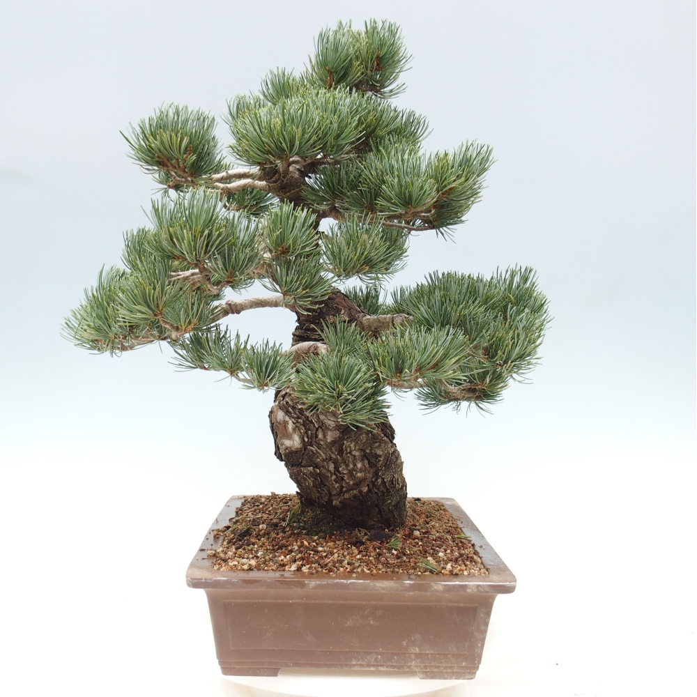 Vonkajšie bonsai - Pinus parviflora - Borovica drobnokvetá