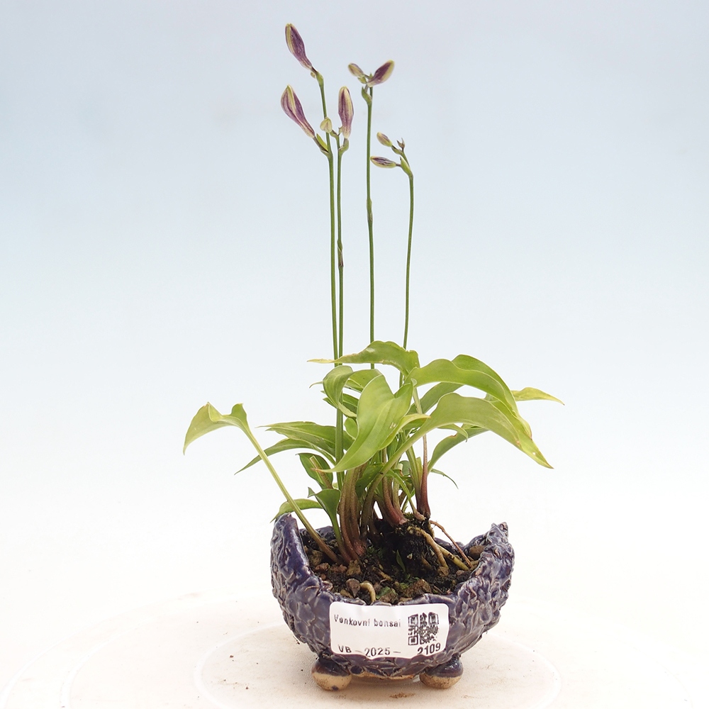 Vonkajšie bonsai - Mini Hosta - Bohyška