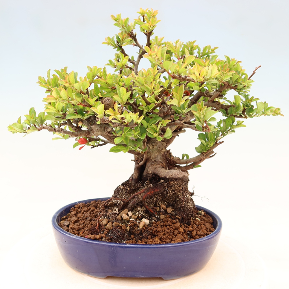 Vonkajší bonsaj - Chaneomeles speciosa Chojubai