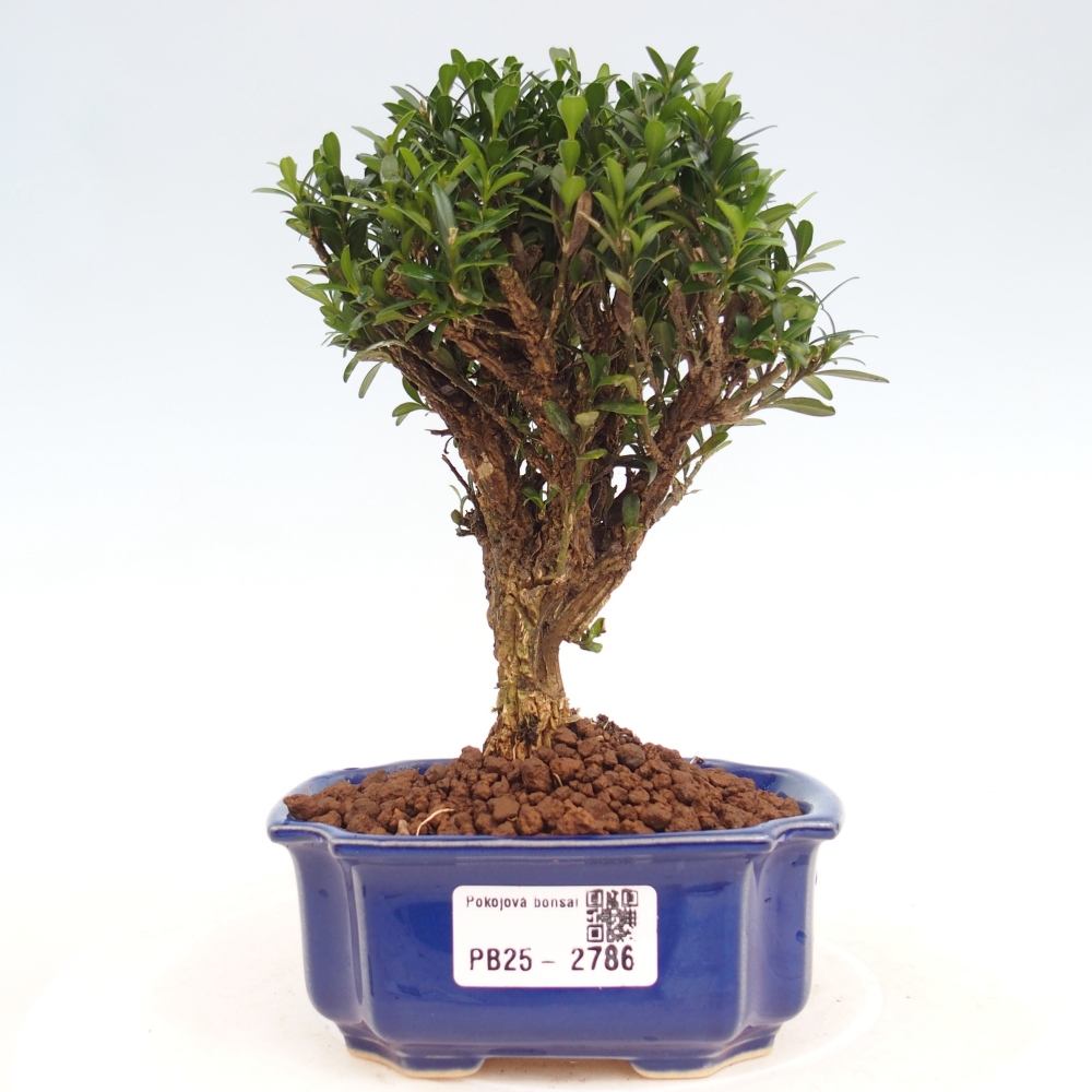 Izbová bonsai - Buxus harlandii -korkový buxus