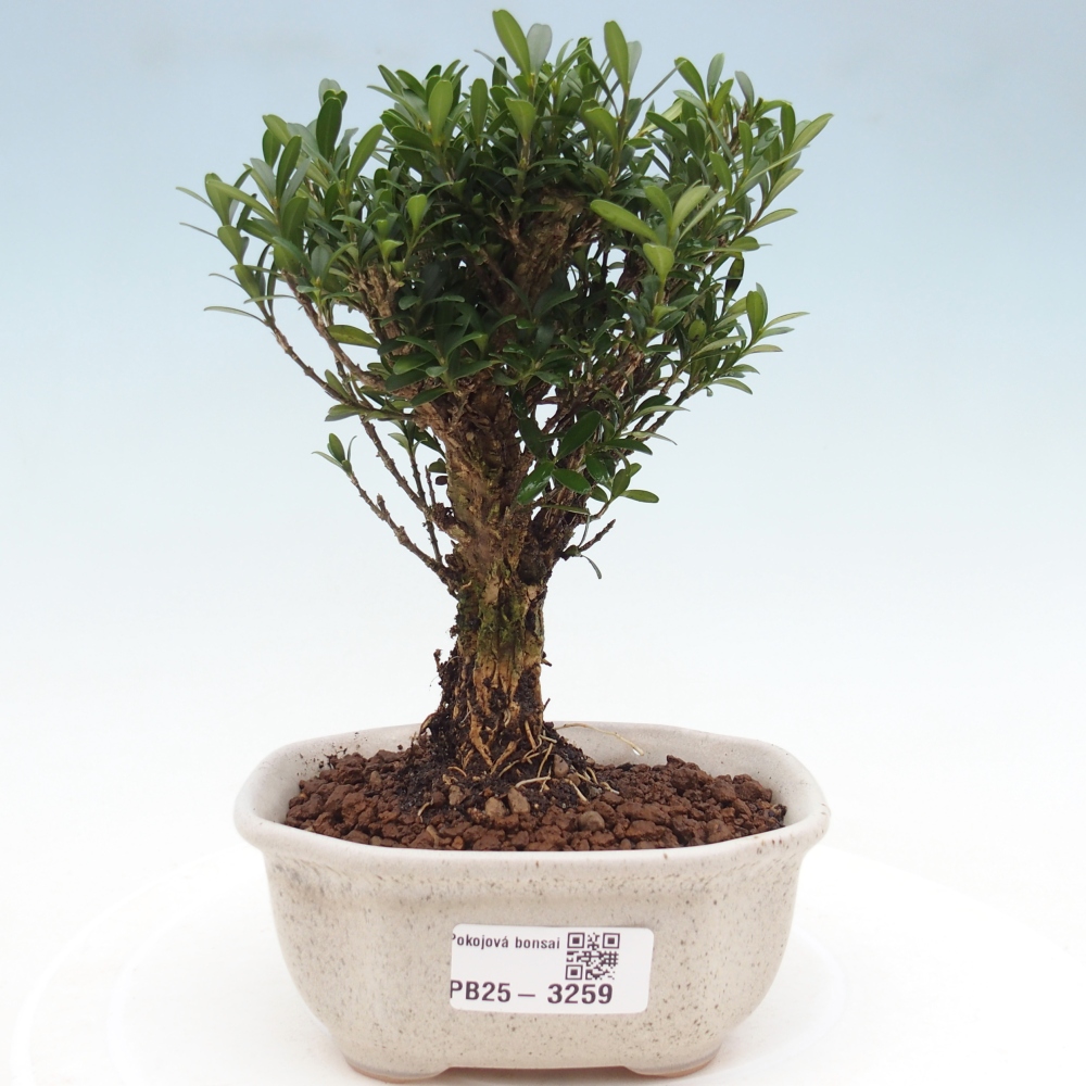 Izbové bonsaje - Buxus harlandii - korkový buxus
