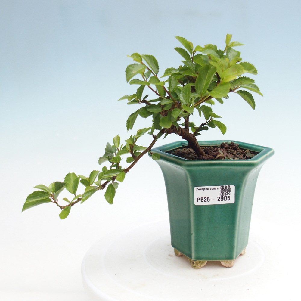 Izbová bonsai - Grewia occidentalis - Hviezdica levanduľová