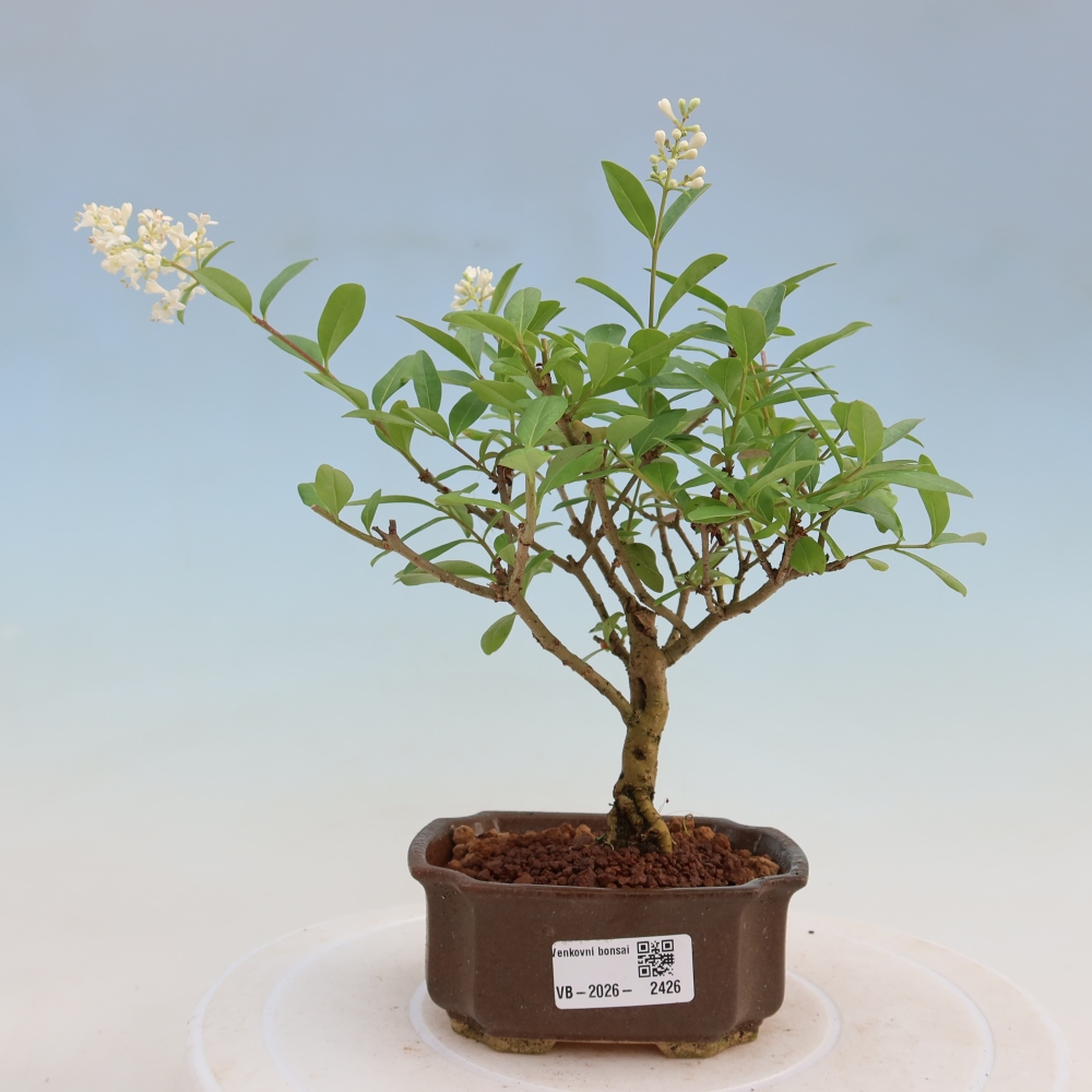 Vonkajší bonsaj - Ligustrum vulgare - Vtáčí zobák